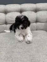 Cash, a female Shihpoo for sale in Chicago, IL – 4 of 5