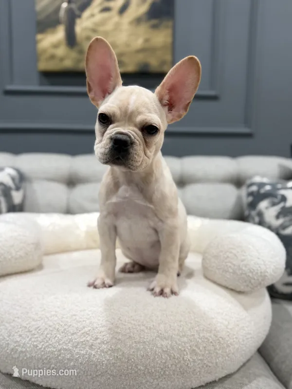 Bubbles – French Bulldog puppy for sale in Chicago, IL