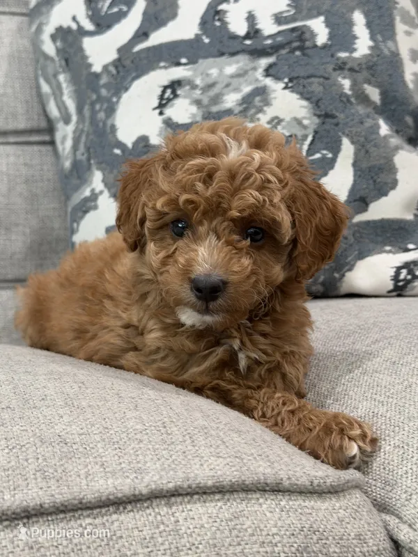 Penelope – Miniature Goldendoodle puppy for sale in Chicago, IL