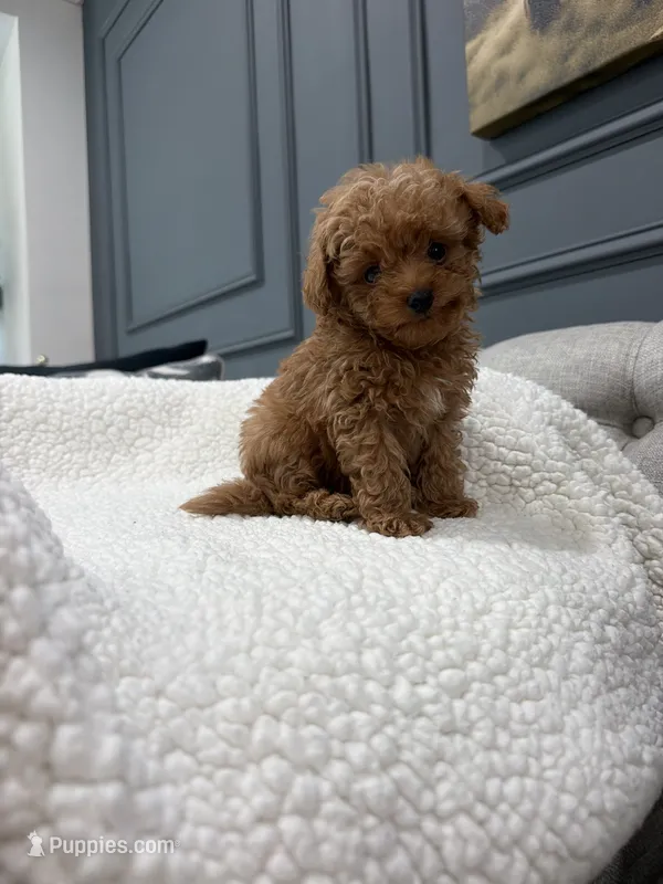 Maverick  – Poodle - Toy  puppy for sale in Chicago, IL