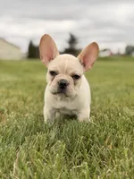 Bubbles, a female French Bulldog for sale in Chicago, IL – 3 of 4