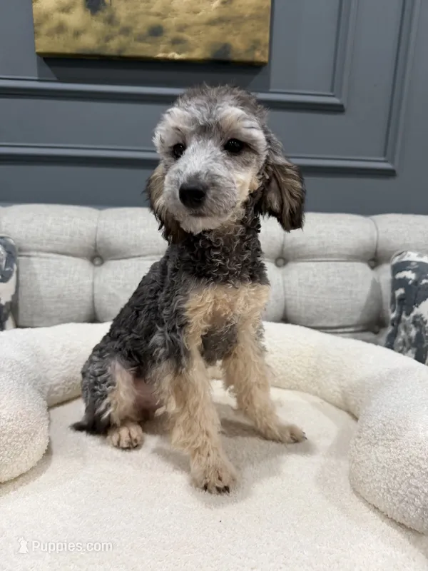Theo – Poodle - Toy  puppy for sale in Chicago, IL