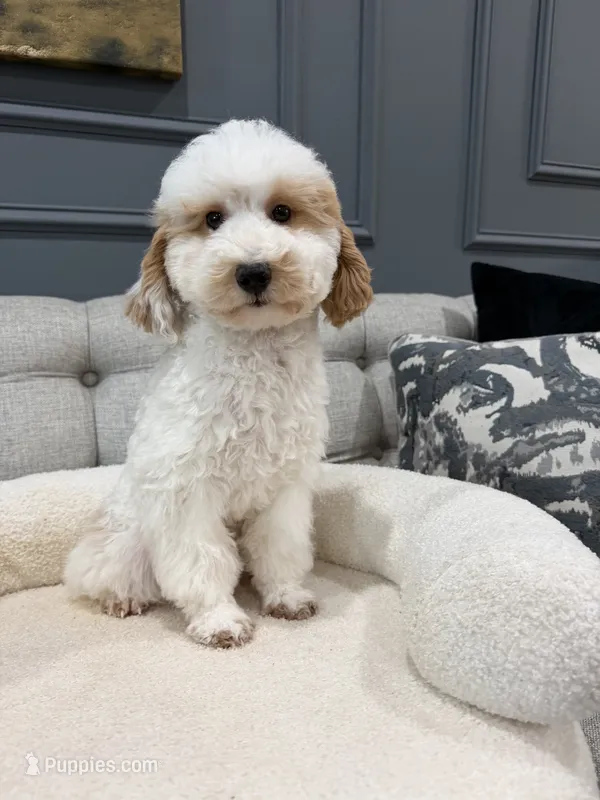 Luke – Poodle - Miniature  puppy for sale in Chicago, IL