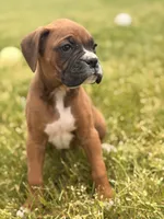 Zara, a female Boxer for sale in Chicago, IL – 3 of 4
