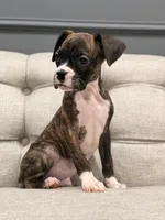 Bolt , a male Boxer for sale in Chicago, IL – 2 of 6