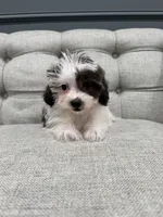 Bella, a female Shihpoo for sale in Chicago, IL – 3 of 5