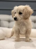 Lady , a female Miniature Goldendoodle for sale in Chicago, IL – 3 of 4