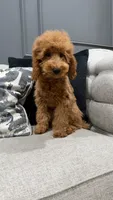 Levi, a male Poodle - Miniature  for sale in Chicago, IL – 2 of 5
