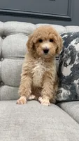 Luther, a male Poodle - Miniature  for sale in Chicago, IL – 2 of 4