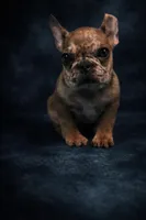 Cherry, a female French Bulldog for sale in Chicago, IL – Photo 4 of 4