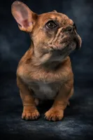 Cherry, a female French Bulldog for sale in Chicago, IL – Photo 2 of 4