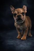 Cherry, a female French Bulldog for sale in Chicago, IL – Photo 3 of 4