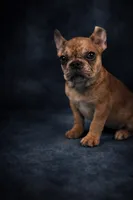 Cherry, a female French Bulldog for sale in Chicago, IL – Photo 1 of 4