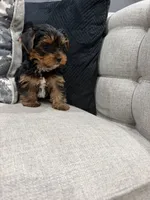 Nala , a female Yorkshire Terrier for sale in Chicago, IL – 5 of 5