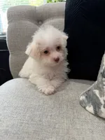 Lacey, a female Shihpoo for sale in Chicago, IL – 3 of 5