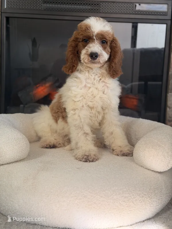 Lexy – Miniature Goldendoodle puppy for sale in Chicago, IL