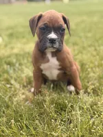 Zara, a female Boxer for sale in Chicago, IL – 4 of 4