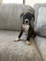 Bolt , a male Boxer for sale in Chicago, IL – 6 of 6