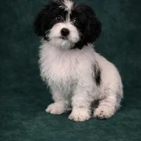 Rex, a male Shihpoo for sale in Chicago, IL – Photo 1 of 5