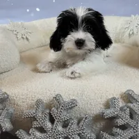 Rex, a male Shihpoo for sale in Chicago, IL – Photo 2 of 5