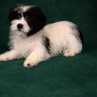 Rex, a male Shihpoo for sale in Chicago, IL – Photo 4 of 5