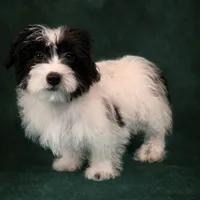 Rex, a male Shihpoo for sale in Chicago, IL – Photo 5 of 5