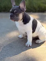 Carter, a male French Bulldog for sale in Chicago, IL – 3 of 4
