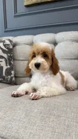 Liam, a male Poodle - Miniature  for sale in Chicago, IL – 2 of 5