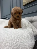 Maverick , a male Poodle - Toy  for sale in Chicago, IL – 3 of 4