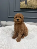 Shiloh, a female Poodle - Toy  for sale in Chicago, IL – 4 of 5