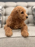 Thomas, a male Miniature Goldendoodle for sale in Chicago, IL – Photo 2 of 4