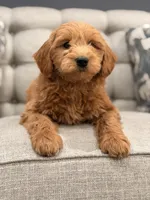 Thomas, a male Miniature Goldendoodle for sale in Chicago, IL – Photo 3 of 4