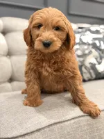 Thomas, a male Miniature Goldendoodle for sale in Chicago, IL – Photo 4 of 4