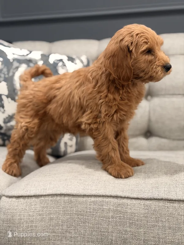 Thomas – Miniature Goldendoodle puppy for sale in Chicago, IL