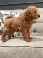 Thomas, a male Miniature Goldendoodle for sale in Chicago, IL – Photo 1 of 4