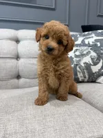Roscoe, a male Miniature Goldendoodle for sale in Chicago, IL – 3 of 4