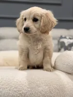 Lady , a female Miniature Goldendoodle for sale in Chicago, IL – 2 of 4