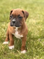 Ruth, a female Boxer for sale in Chicago, IL – 4 of 5