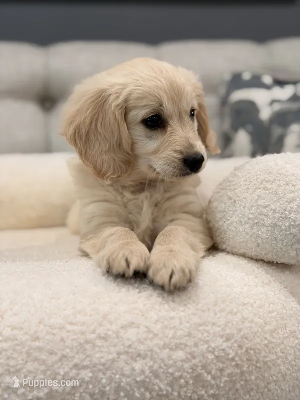 Lady – Miniature Goldendoodle puppy for sale in Chicago, IL
