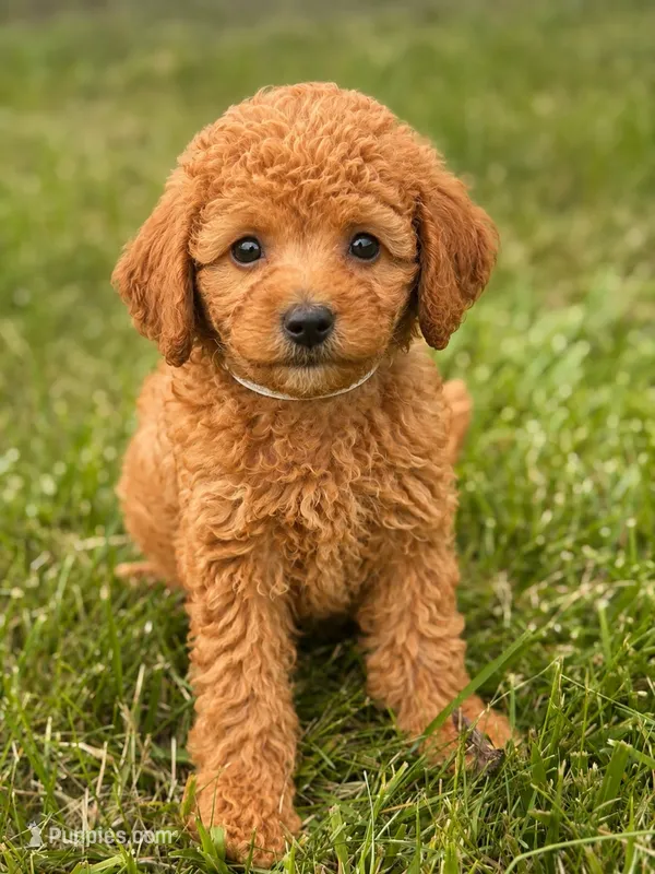 Charlie – Miniature Goldendoodle puppy for sale in Chicago, IL