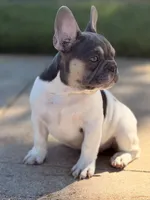 Carter, a male French Bulldog for sale in Chicago, IL – 4 of 4
