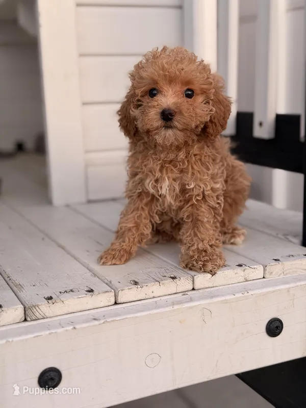 Daisy – Poodle - Toy  puppy for sale in Chicago, IL