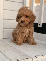 Daisy, a female Poodle - Toy  for sale in Chicago, IL – Photo 4 of 4