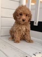 Daisy, a female Poodle - Toy  for sale in Chicago, IL – Photo 3 of 4