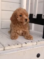 Daisy, a female Poodle - Toy  for sale in Chicago, IL – Photo 2 of 4