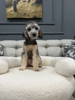 Theo, a male Poodle - Toy  for sale in Chicago, IL – 4 of 5