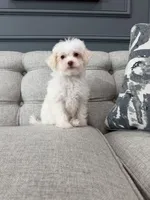 Lacey, a female Shihpoo for sale in Chicago, IL – 5 of 5
