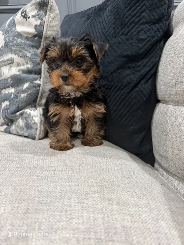 Nala , a female Yorkshire Terrier for sale in Chicago, IL – 1 of 5
