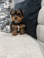 Nala , a female Yorkshire Terrier for sale in Chicago, IL – 1 of 5