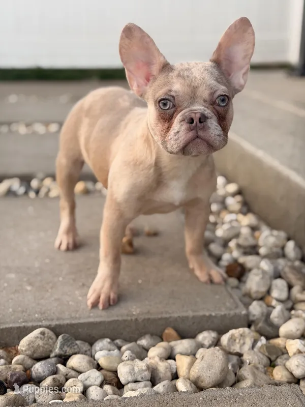 Legend – French Bulldog puppy for sale in Chicago, IL